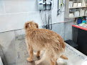 Conoce a Amaita Vet - Veterinario Irun