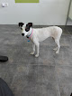 Conoce a Centro Veterinario Dado