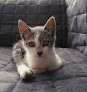 Conoce a Centro Veterinario Occivet