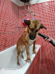 Conoce a Centro Veterinario Perretes