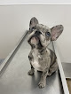 Conoce a Clínica Veterinaria Castalia