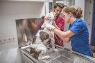 Conoce a Clínica Veterinaria Sevilla