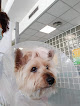 Conoce a Hospital Clínico Veterinario - Universidad De Murcia