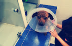 Conoce a Hospital Veterinario Costa Azahar