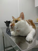 Conoce a Veterinaris Massanassa